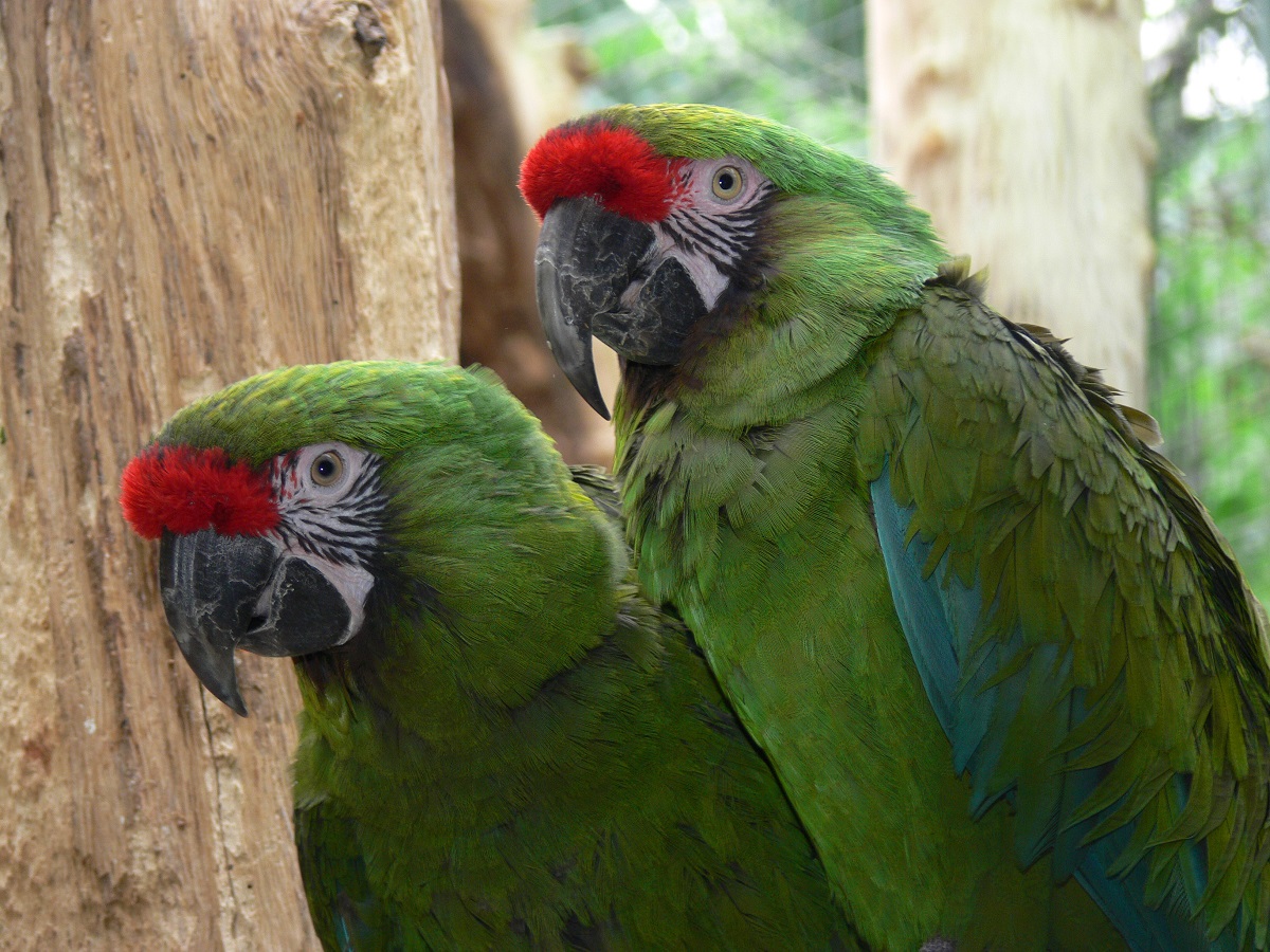 alt-"Spende Stiften Tierpark Berlin und Zoo Berlin"