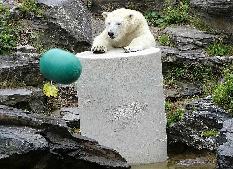 alt-"Tierbeschäftigung Stiftung Tierpark Berlin und Zoo Berlin"