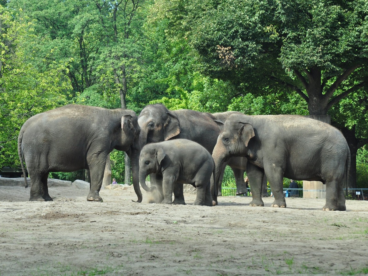 alt-"Zustiftung Tierpark Berlin und Zoo Berlin"